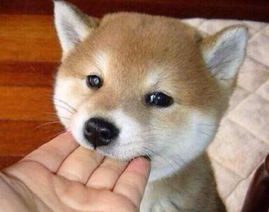 10個《狗狗表達情感的方式》知道後要趕快抱緊處理阿（抱）