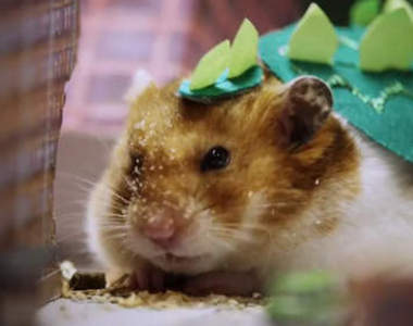 《倉鼠怪獸》倉鼠也能拍電影～看我吃掉大樓大搞破壞啦