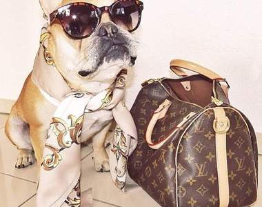 《上流拜金犬》不要羨慕哥已經很低調了