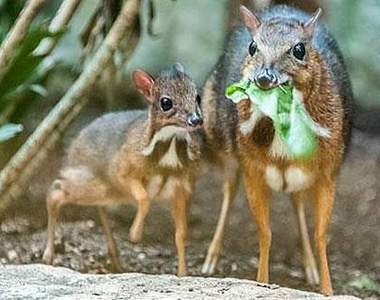 森中精靈《小鼷鹿》迷你界萌教主報到