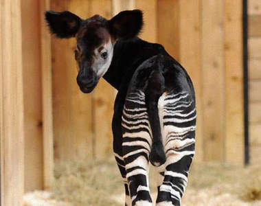 大家口中的《世界3大珍獸》你知道究竟是什麼動物嗎？