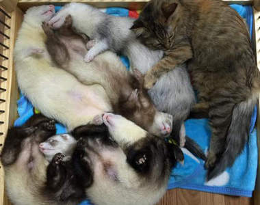 《自以為是雪貂的貓咪》人家只是長比較大隻而已(誤)