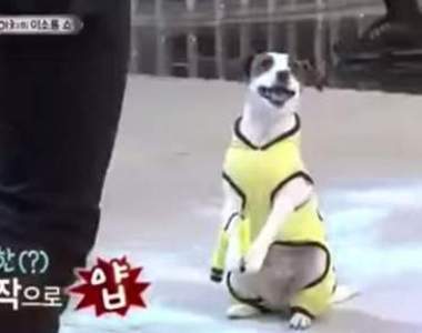 《身懷50項技能的汪星人》當中最厲害的就是模仿李小龍(喝打~)