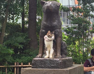 澀谷《陪著忠犬八公的貓》這畫面太溫馨啦～