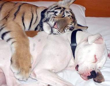 《意想不到的動物枕邊人》只要能一起睡覺是誰都行啦♥