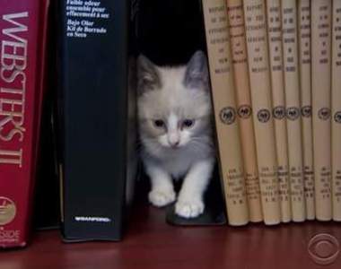 《貓咪圖書館》本館只借貓不借書唷