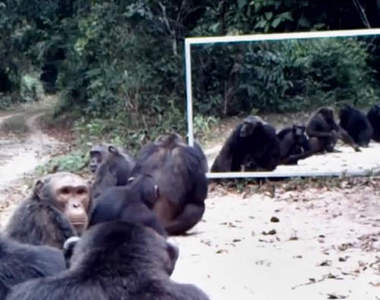 爆笑科學實驗《野生動物第一次照鏡子》為什麼要排隊啊
