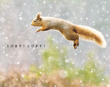 《動物跳跳寫真集》煩惱都給你們跳光光了 ♪