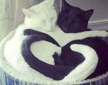 《動物間的情情愛愛》就是要在不知不覺間融化你的心♥