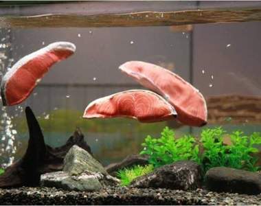 《會游泳的鮭魚切片》這是水族館的最新魚種嗎！？