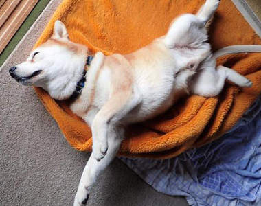 《狗狗睡姿看性格》你家的狗狗又是哪種睡姿呢？