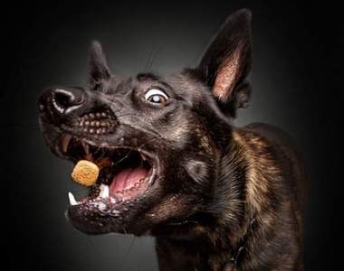 汪星人的《吃貨瞬間攝影》為了吃孩子們都不擇手段阿