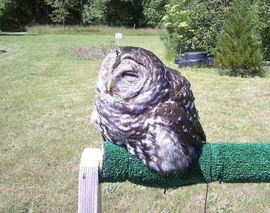 《融化的貓頭鷹》曬個日光浴就像是冰淇淋一樣融化了～