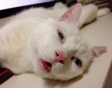 睡相超差的貓《セツちゃん》最新力作，要從哪裡開始吐槽…