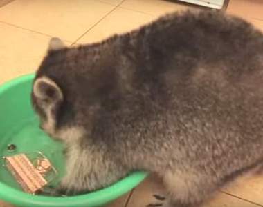 《浣熊清洗服務》什麼東西他都會幫忙洗唷