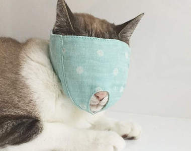 《貓咪套頭面具》幫貓剪指甲時的馴貓利器…真的不是內褲套頭？