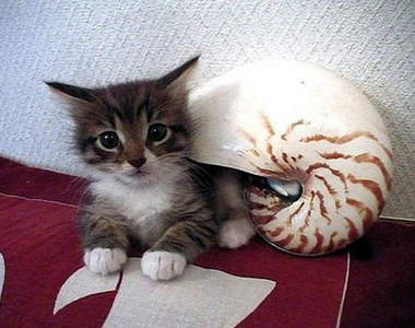 《寄居貓》貓奴界流行玩法　其實只是捕捉到貓咪了吧（笑）