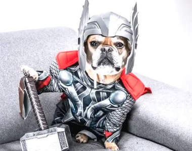 《Cosplay的鬥牛犬》各種角色都難不倒牠