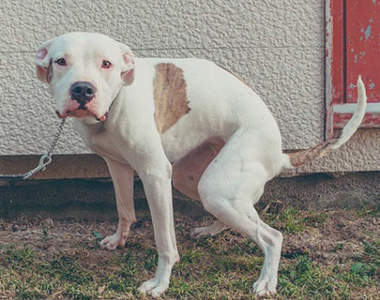 《狗狗便便月曆》捕捉汪星人便便的黃金瞬間ww（用力）