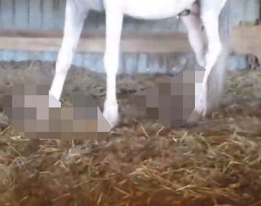 好可怕系列《閱覽注意：原來馬的指甲可以長成這樣》有夠傻眼...