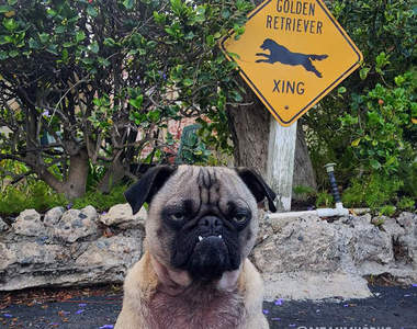 《兇惡臉巴哥》其實人家是內心溫順的小可愛啊～