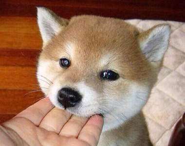 《狗痴才懂的事》所有狗狗都可愛但第一名還是自己家的wwww