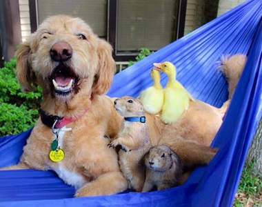 世界級治癒《動物家族》果然是動物一家親啊