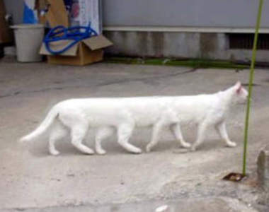 衝擊《失敗的全景攝影》大概就是新物種誕生的瞬間吧ww(大誤)