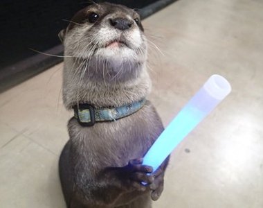 超可愛《水獺耍光劍》你的原力也覺醒了嗎?♥