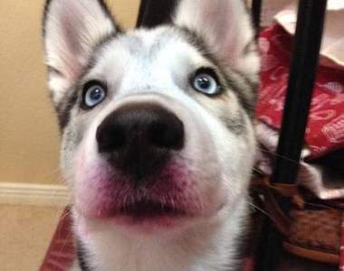 《偷擦口紅的寵物們》想變漂亮就直說嘛何必這樣...