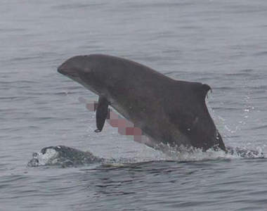 動物生殖器標籤《#JunkOff》外國生物學家的流行好奇妙啊...