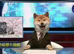 《柴犬主播》犬山柴男來報新聞 內容是教大家怎麼賣萌(誤) 《柴犬主播》犬山柴男來報新聞 內容是教大家怎麼賣萌(誤)