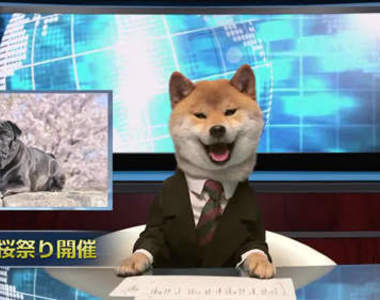 《柴犬主播》犬山柴男來報新聞 內容是教大家怎麼賣萌(誤)