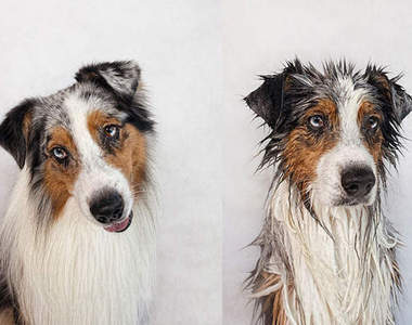 《狗狗洗澡前&洗澡後》怎麼表情差這麼多？