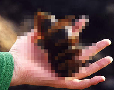 《奇形鯊魚卵》寬紋虎鯊的卵竟然是這種形狀！？