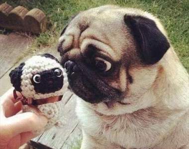 《傻呼呼巴哥犬》無人能擋的天生喜感魅力☆