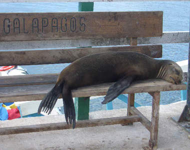 《長椅上的海獅們》這是我的床~好好睡喔~