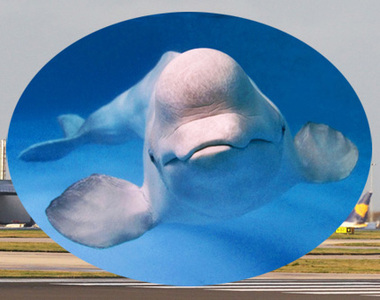 全球僅五架《大白鯨運輸機》外型就像鯨魚飛上天～