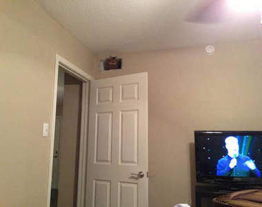 《貓咪躲貓貓》Part 3 這才是高超版躲貓貓