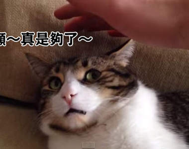 《貓對貓奴的看法》嗯～不就是一隻大貓喵？