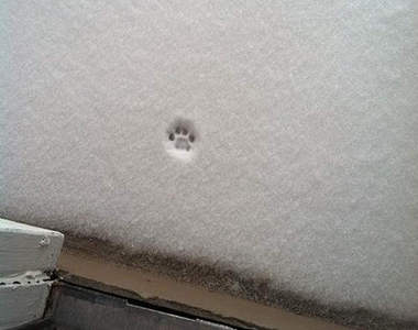 《雪中萌腳印》下雪太冷貓咪踏出門一步就放棄的意思(笑)
