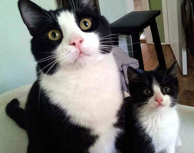 《貓咪親子照》大貓小貓根本是同一個模子刻出來的喵~