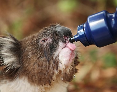 驚見《無尾熊路邊討水喝》南半球的聖誕節好炎熱啊...