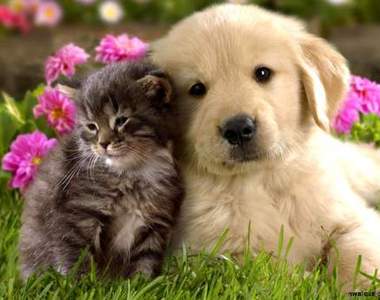 心理測驗《貓個性還是狗個性》每個人心中都有一隻阿貓阿狗（？）