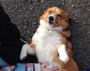 《寵物爽爽臉》老爺不行~夫人在看♥(太舒爽)