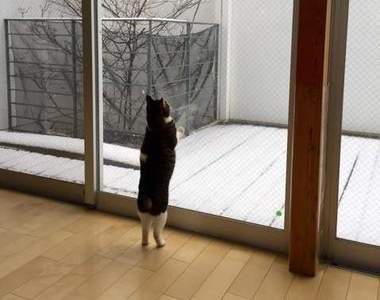 《想要出去玩雪的貓咪》美好的雪景只存在於室內裡www