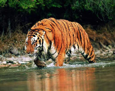 好可怕系列《6個動物園猛獸脫逃事件》不要過來啊（抖）