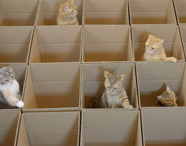 《貓咪紙箱迷宮》一貓一格剛剛好唷(躍)