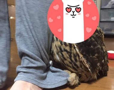 《害羞的貓頭鷹》躲在腳後還抓著褲角是想萌死誰XD