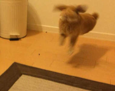 《兔子舞》你家兔寶貝今天也暴衝甩尾了嗎（模糊）